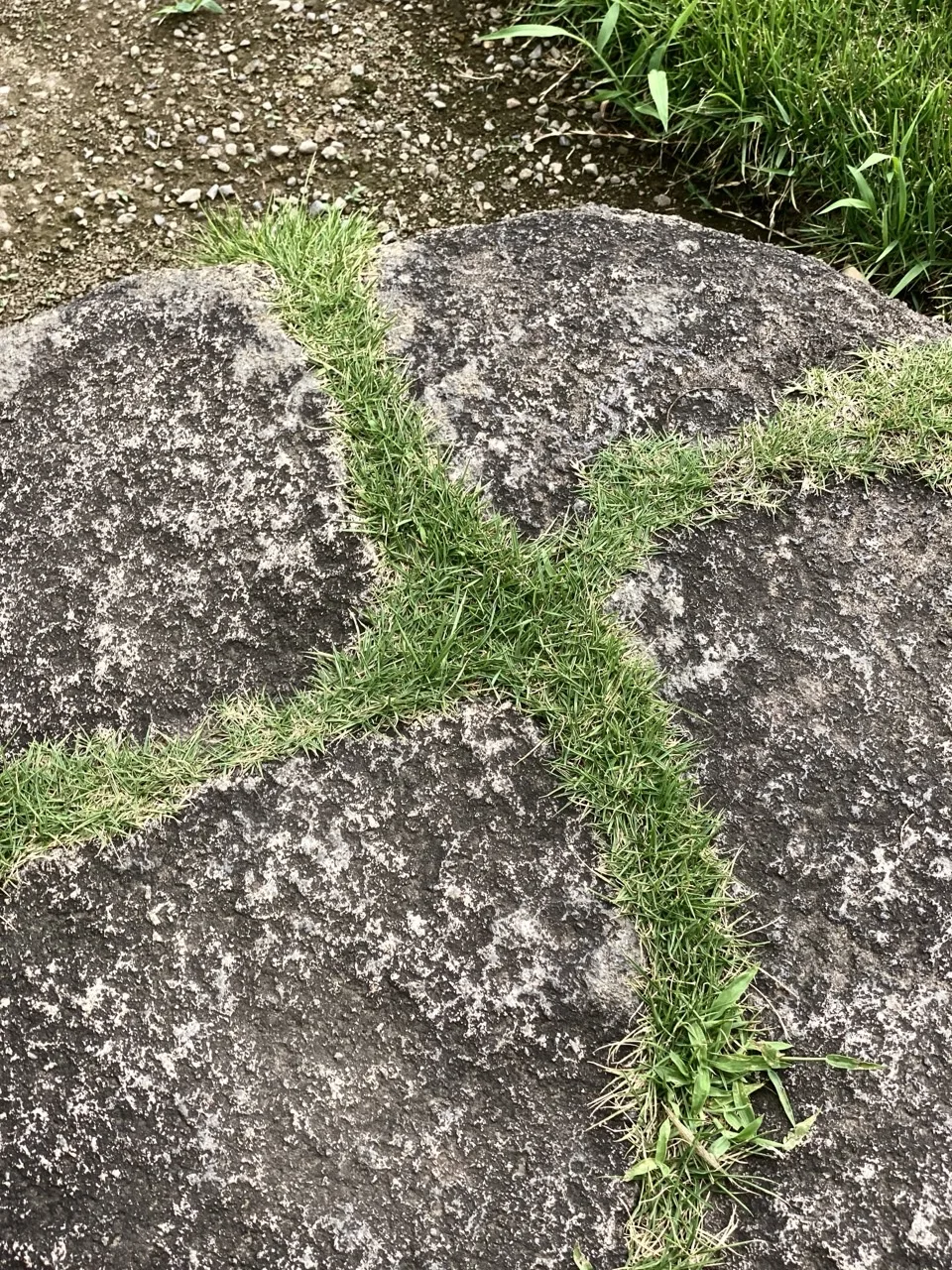 表面のざらついた大きな敷石が組み合わされ、その継ぎ目に沿って細い芝が筋のように生えている。奥に砂利道。