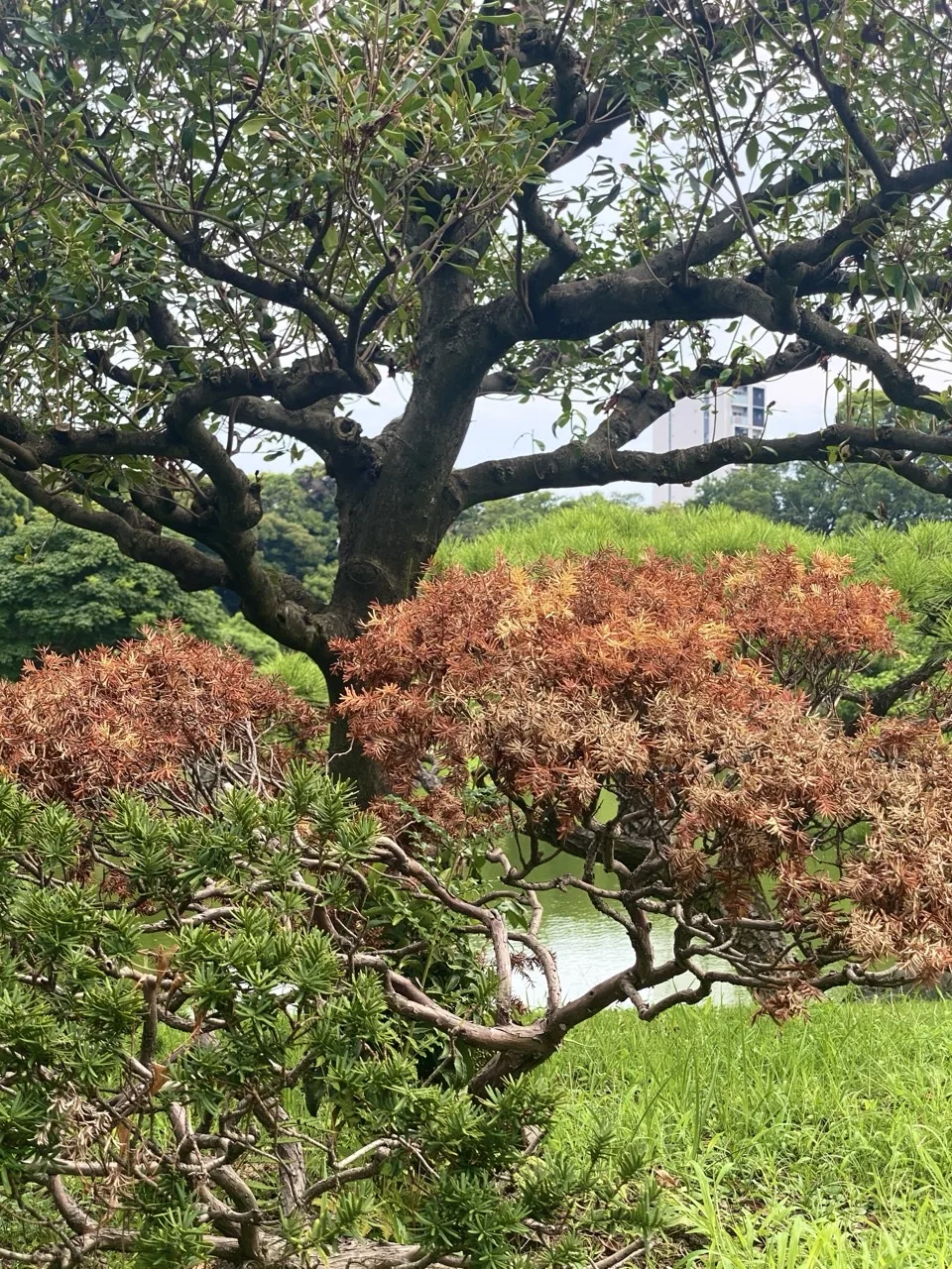 手前に緑の低木、中ほどに褐色に枯れた葉の刈り込み、奥に枝を横へ広げた大木と池。