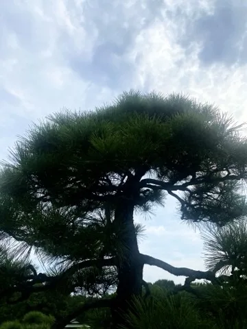 曇り空を背景に、松の枝が幾重にも横へ張り出したシルエット。見上げた角度。