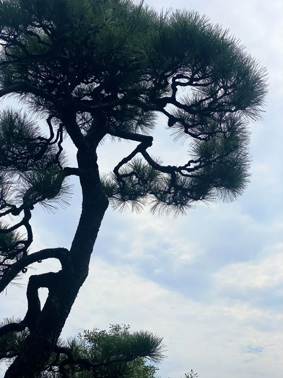 青空を背景に、松の太い幹が大きく曲がりながら画面を斜めに横切る。針葉が黒い塊に見える。
