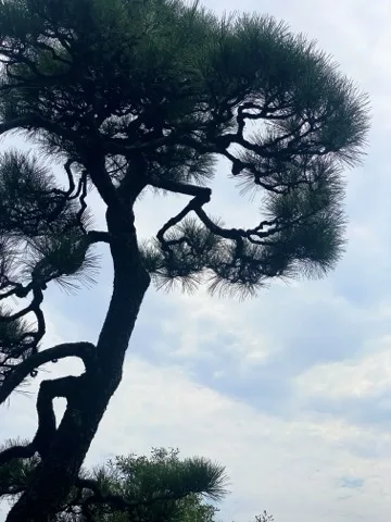 青空を背景に、松の太い幹が大きく曲がりながら画面を斜めに横切る。針葉が黒い塊に見える。