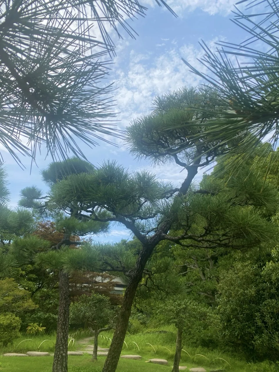 見上げた黒松の枝が段状に重なり、その間に青空と薄い雲が見える。下方に芝生と飛石の道。