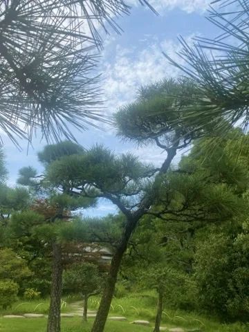 見上げた黒松の枝が段状に重なり、その間に青空と薄い雲が見える。下方に芝生と飛石の道。