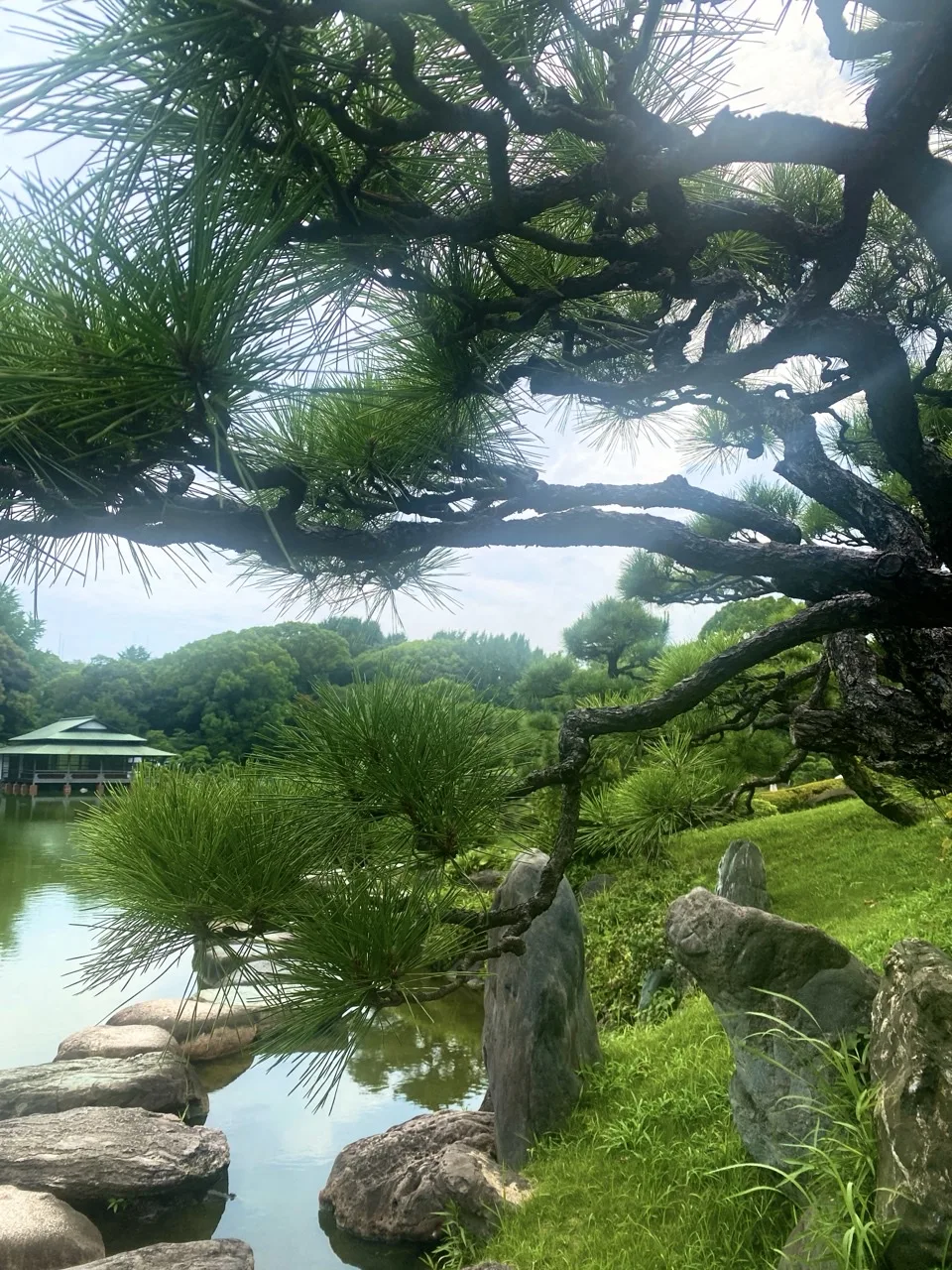 松の枝が手前を額縁のように囲み、その間から池と対岸の緑色の屋根の建物、水際の飛石が見える。
