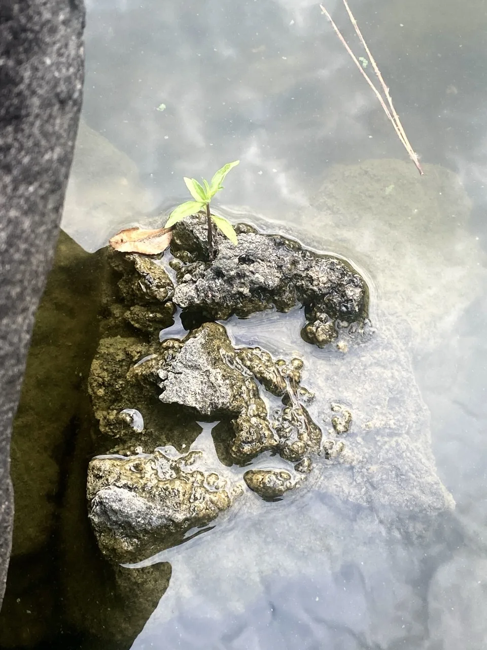 浅く濁った水の中に小さな岩が連なり、その上に緑の双葉が一本立つ。近くに枯れ葉と細い枯枝。