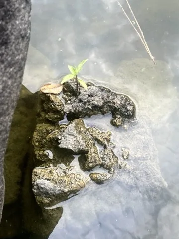浅く濁った水の中に小さな岩が連なり、その上に緑の双葉が一本立つ。近くに枯れ葉と細い枯枝。