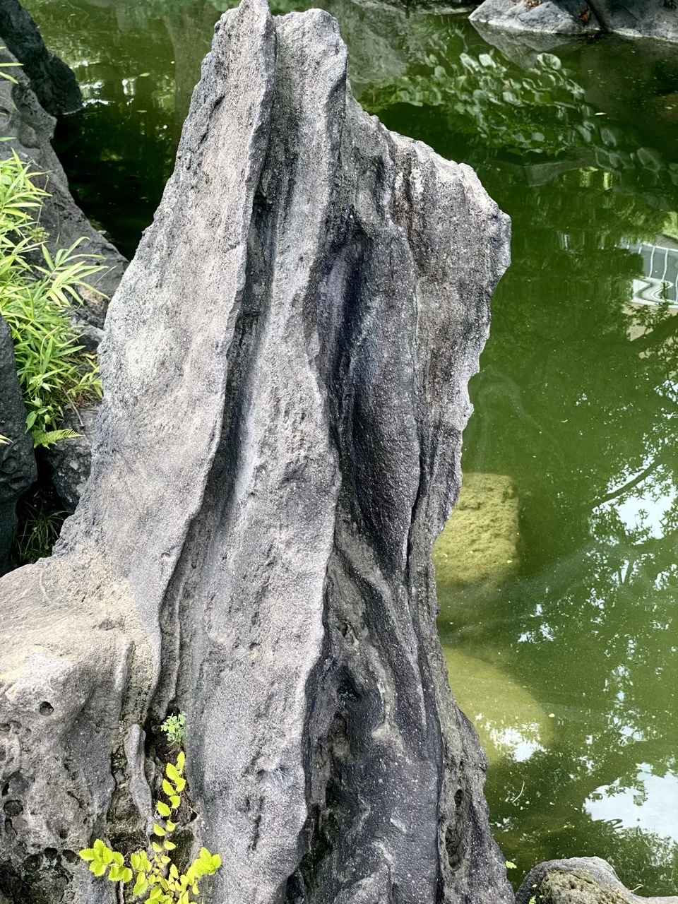 池のふちに縦に立てられた、筋の入った大きな灰色の石。右に緑色の水面と木の映り込み、左下にシダ。