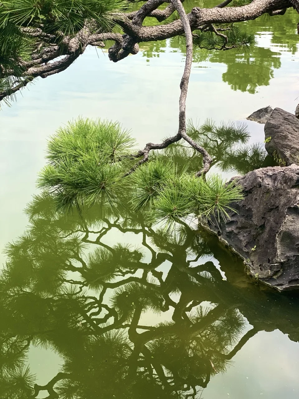 池に張り出した松の枝が画面上半分に、その鏡像が水面の下半分に、上下対称に写る。右手に石。
