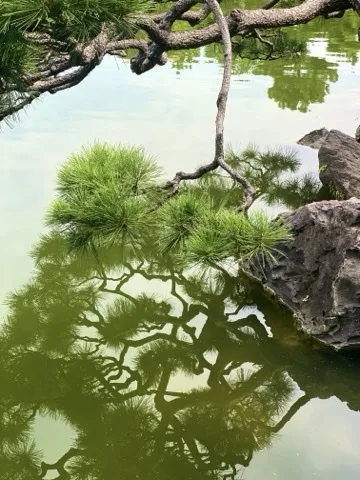 池に張り出した松の枝が画面上半分に、その鏡像が水面の下半分に、上下対称に写る。右手に石。
