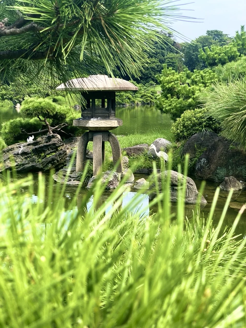 松の枝越しに、池のほとりの笠のついた石灯籠が見える。近くの岩に白いサギが二羽立つ。