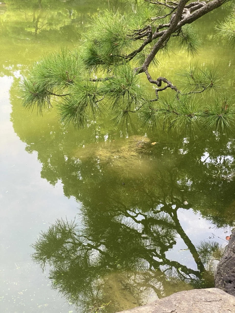 松の枝が水面すれすれに伸び、その姿が池にほぼ左右対称に映り込む。
