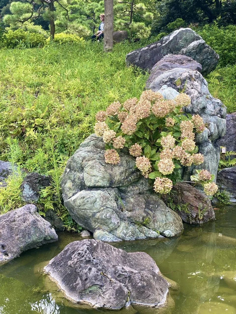 池のほとりの緑色の石の上に、咲き終わって褐色になった紫陽花が広がる。周囲に緑の下草、手前に水面と平たい石。