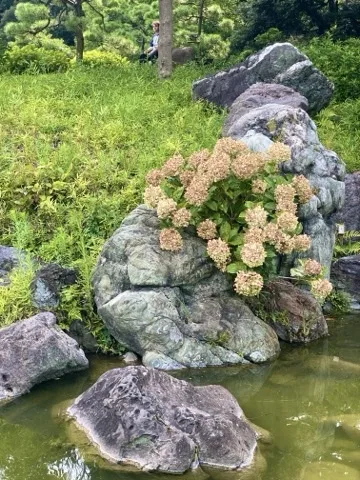 池のほとりの緑色の石の上に、咲き終わって褐色になった紫陽花が広がる。周囲に緑の下草、手前に水面と平たい石。