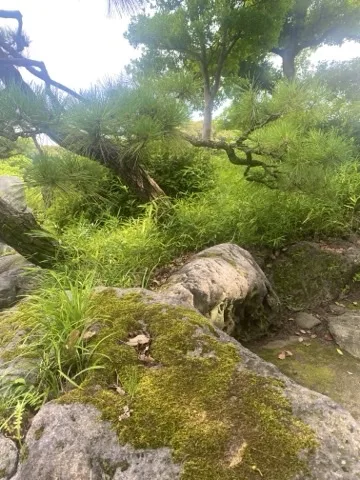 苔の生えた岩が画面下半分を占め、上半分に松の枝と広葉樹の幹、白い空が見える。
