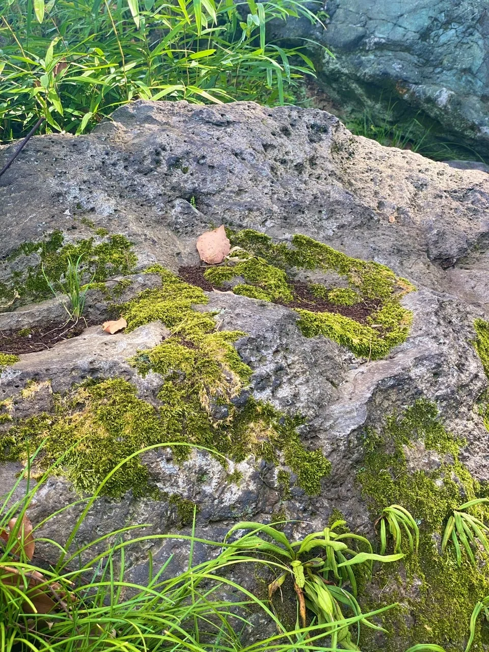 大きな岩の上面に緑の苔が斑に広がる。周囲に細い草とシダ、褐色の落ち葉。