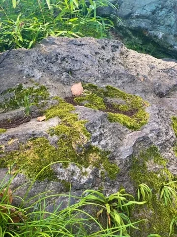 大きな岩の上面に緑の苔が斑に広がる。周囲に細い草とシダ、褐色の落ち葉。