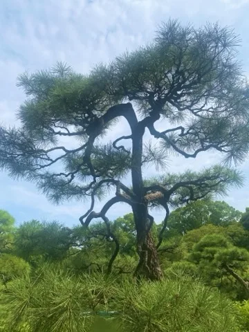 大きく枝を広げた松を下から見上げた姿。枝の輪郭が明るい空を背景にくっきり出る。