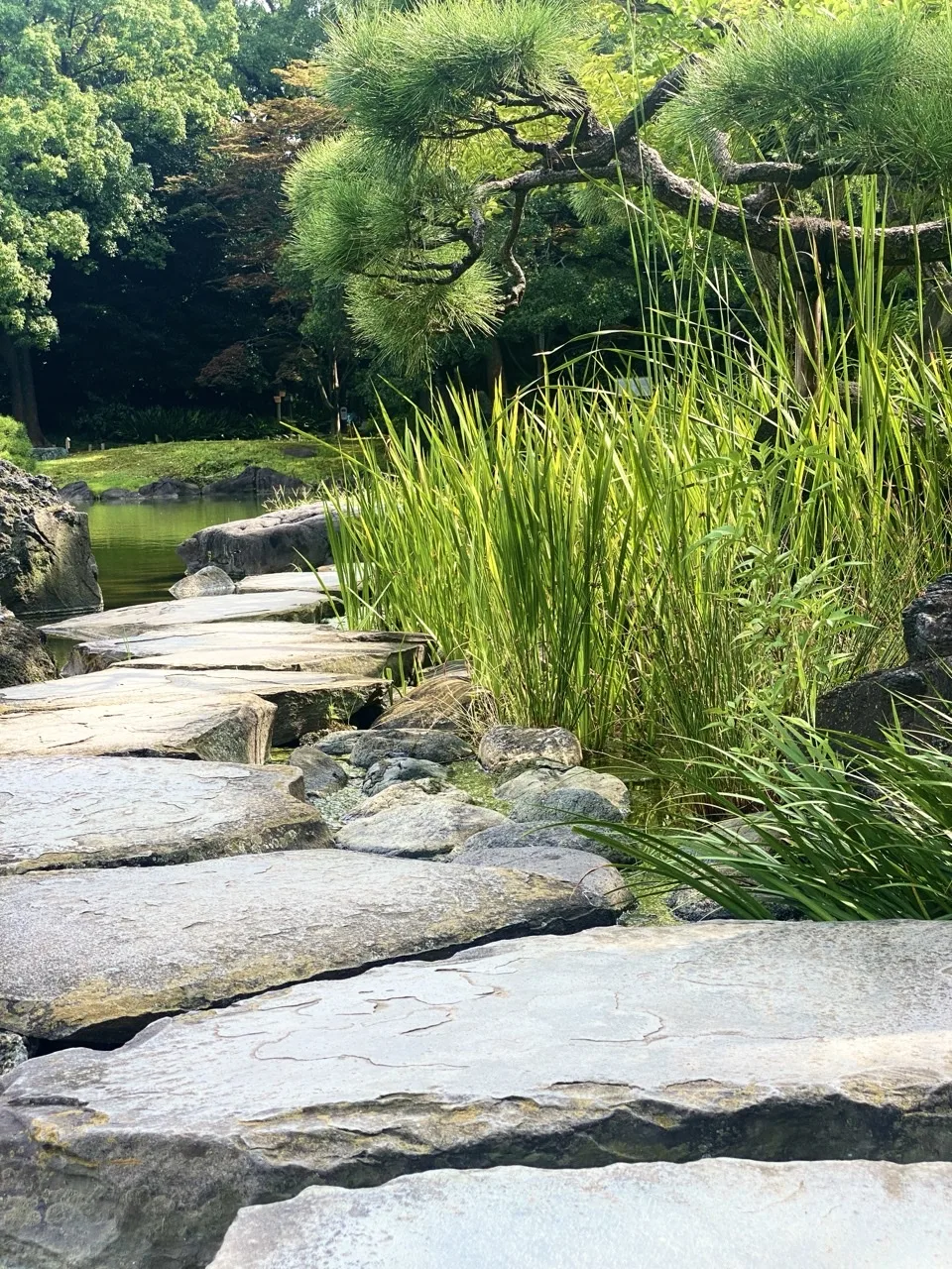 池の岸に沿って大きな飛石が並ぶ。右手前に草、奥に黒松の枝と池が見える。