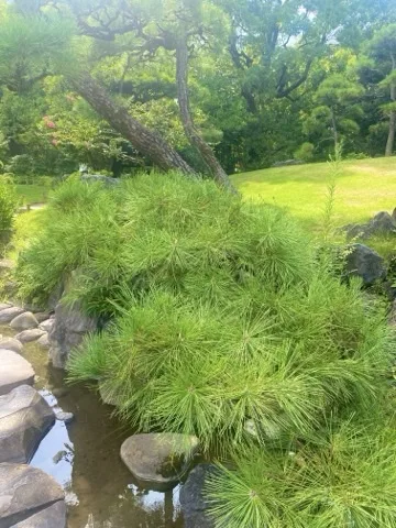 黒松の若い枝葉が画面中央を占める。手前に飛石、奥の芝生の斜面にピンクの花をつけた木。