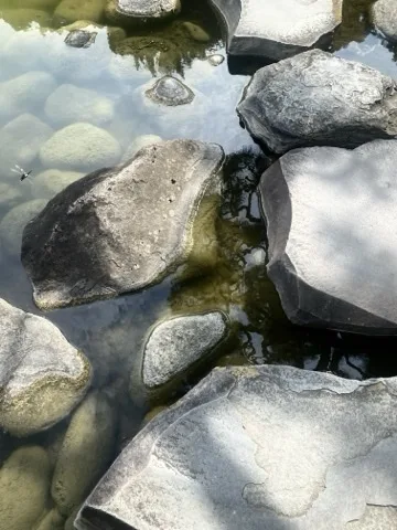 浅い水辺の岩の重なりを斜め上から見下ろす。水面に木の影が映り、左にトンボが一匹飛ぶ。