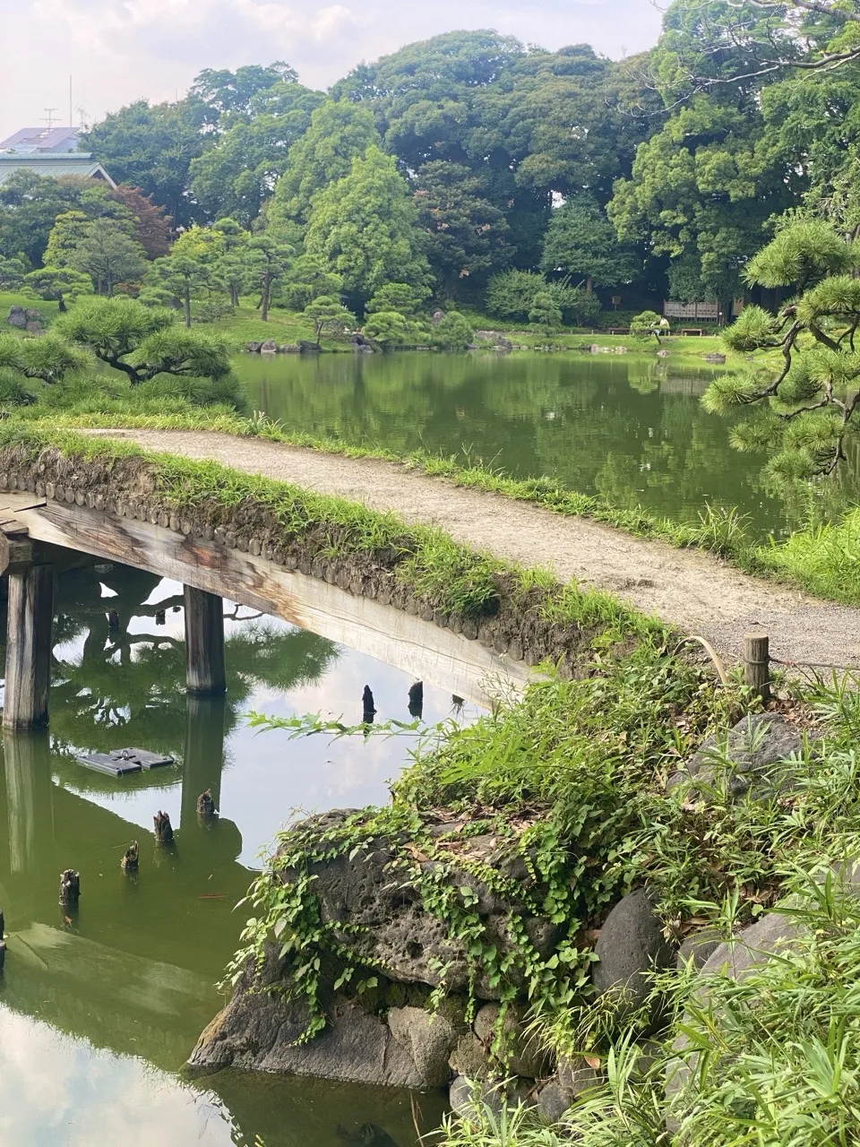 池に架かる木の橋を横から見た構図。橋脚が水面に映る。右手前に蔦の絡む岩。