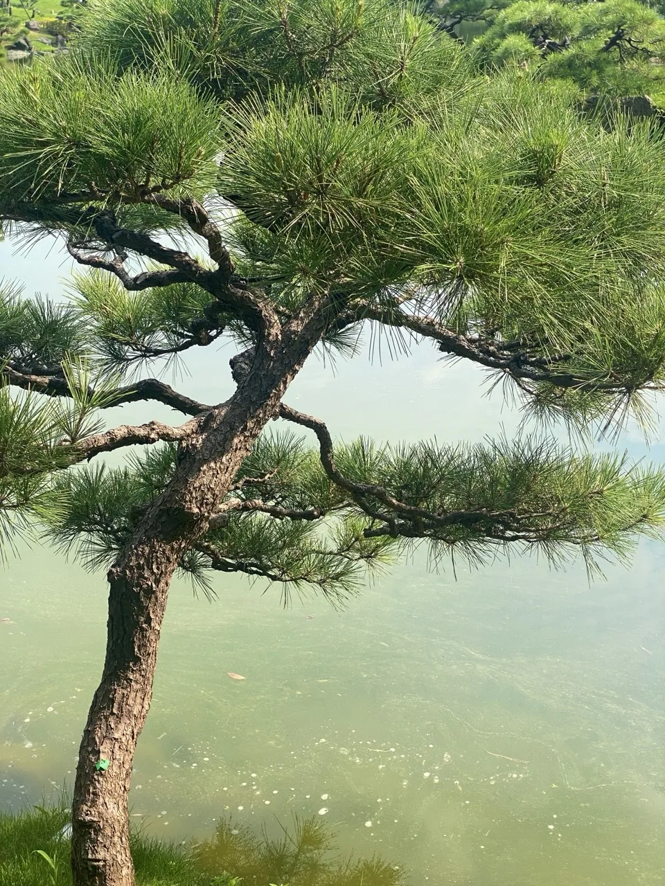 松の幹と枝の曲線に寄った構図。背景の池の水面はぼけている。