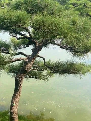 松の幹と枝の曲線に寄った構図。背景の池の水面はぼけている。