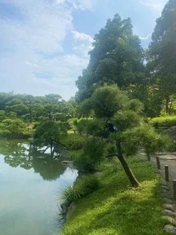 池畔に松と高木が立ち、対岸に園路と建物。手前の松が右下から左上へ弧を描く。水面に木が映る。