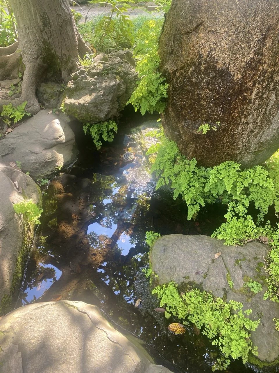 木の根元と大きな岩の間の浅い水面に、青空と枝が映る。周囲に明るい緑のシダ。