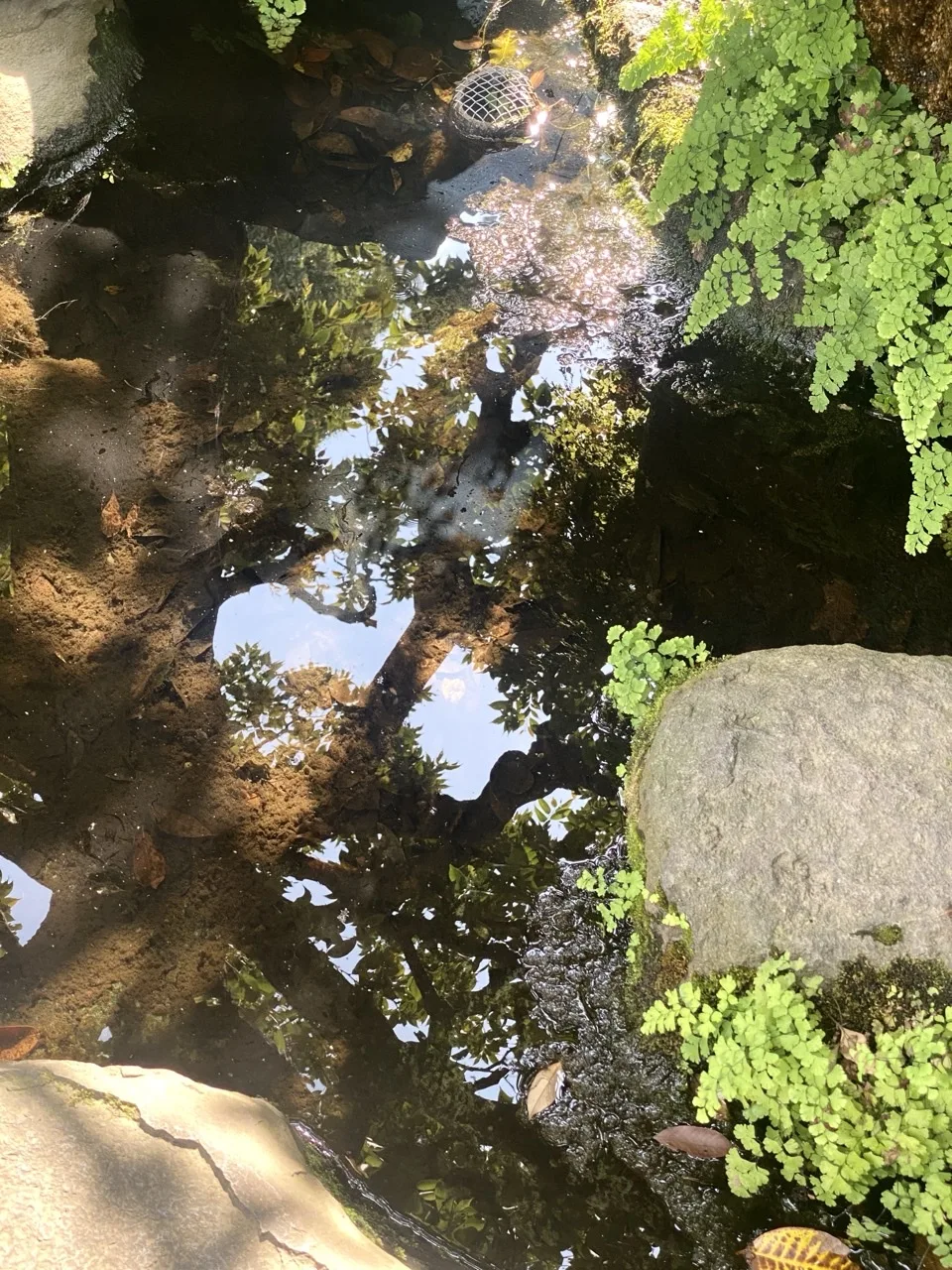 浅い水面に木々と空が映り込み、その縁にシダが張り出す。水底に落ち葉と石。