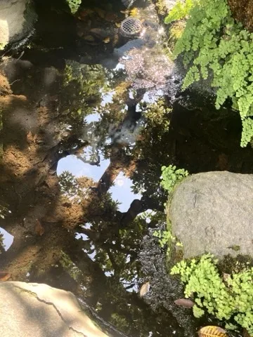 浅い水面に木々と空が映り込み、その縁にシダが張り出す。水底に落ち葉と石。