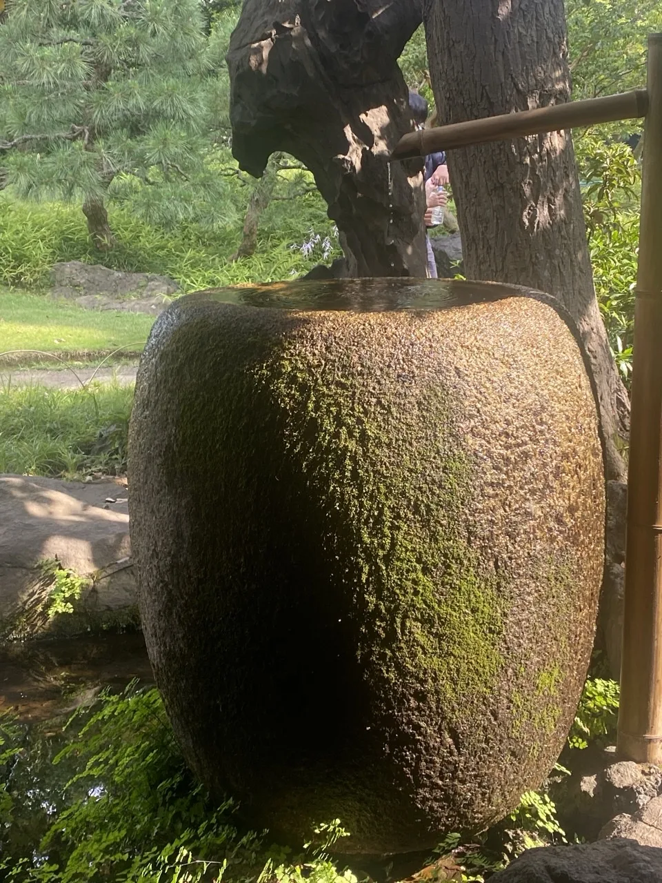 掛樋から水が落ちる大きな石の水鉢。側面が緑の苔に覆われ、上部は乾いた石肌のまま。