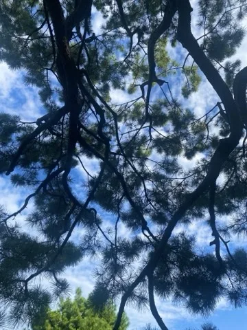 見上げた松の枝が水平に幾重にも交差し、その隙間に青空と白い雲が見える。
