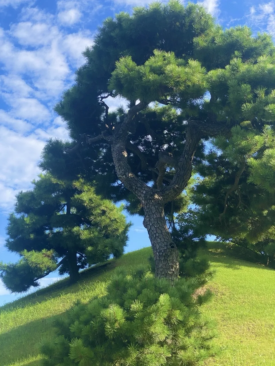 芝の丘の上に幹の低い松が一本立ち、背後は青空と白い雲。