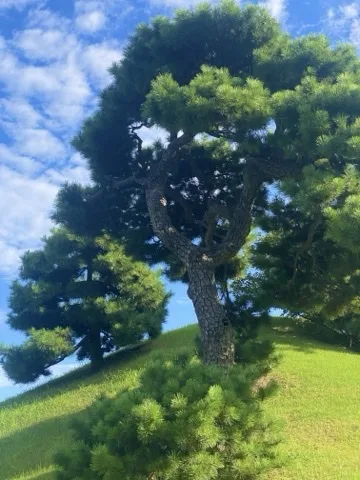 芝の丘の上に幹の低い松が一本立ち、背後は青空と白い雲。
