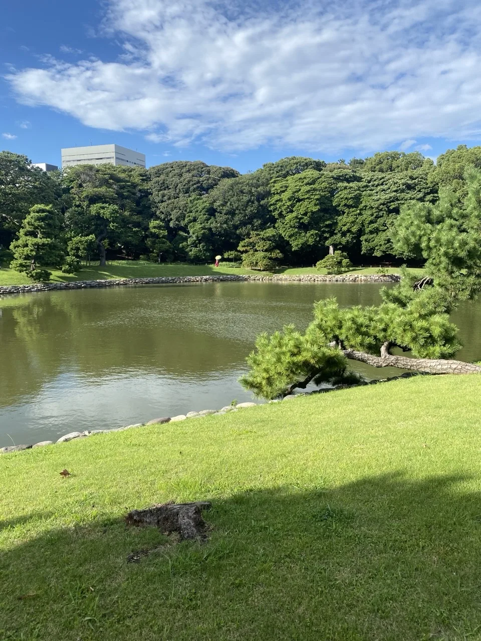 広い池と対岸の木立。手前は芝の斜面で、水際に丸い石が一列に並ぶ。右に枝を伸ばした松。