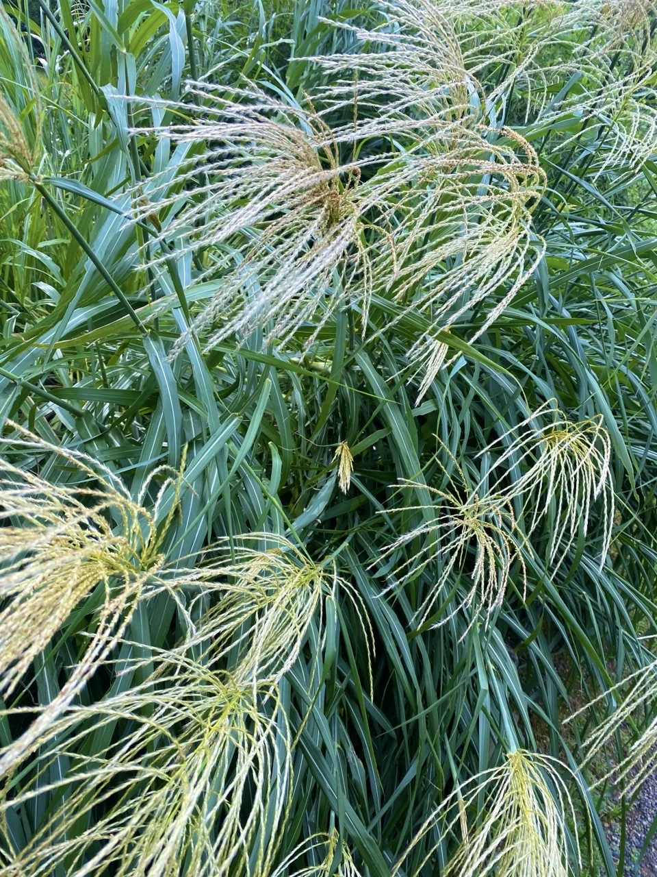 細長い葉が茂るススキの株。淡い黄色の穂が幾筋も上へ伸びて開く。