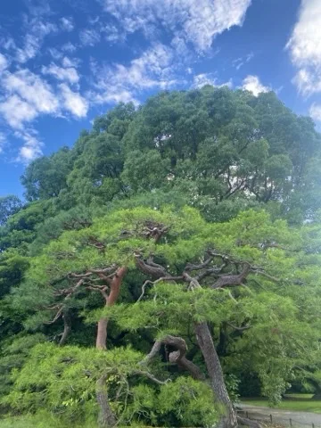青空の下、幹の曲がった松が横へ大きく枝を広げ、その背後に丸く茂った大きな木がある。