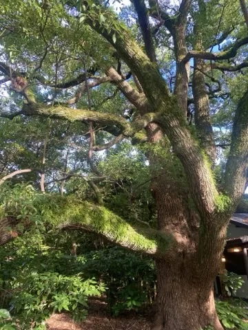 太い幹から横へ伸びる大枝の上面が苔に覆われ、背後の木漏れ日で明るく見える。足元は下草。
