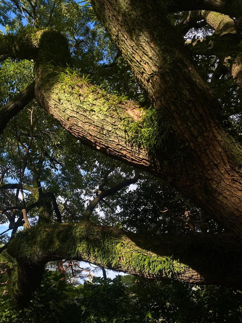 見上げた大木の太い枝が斜めに交差し、上面に苔とシダが生えている。隙間から明るい空がのぞく。