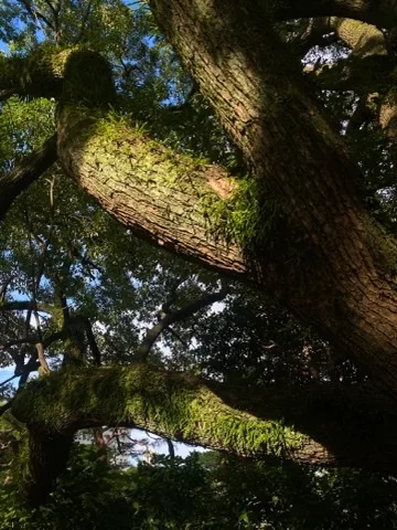 見上げた大木の太い枝が斜めに交差し、上面に苔とシダが生えている。隙間から明るい空がのぞく。