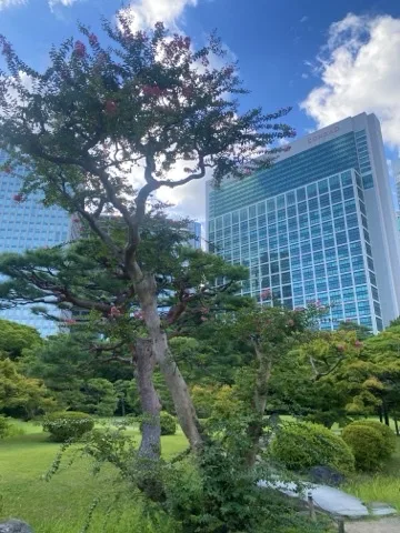 赤い花をつけた百日紅と刈り込まれた松が芝地に立ち、その背後に青空とガラス張りの高層ビルが並ぶ。