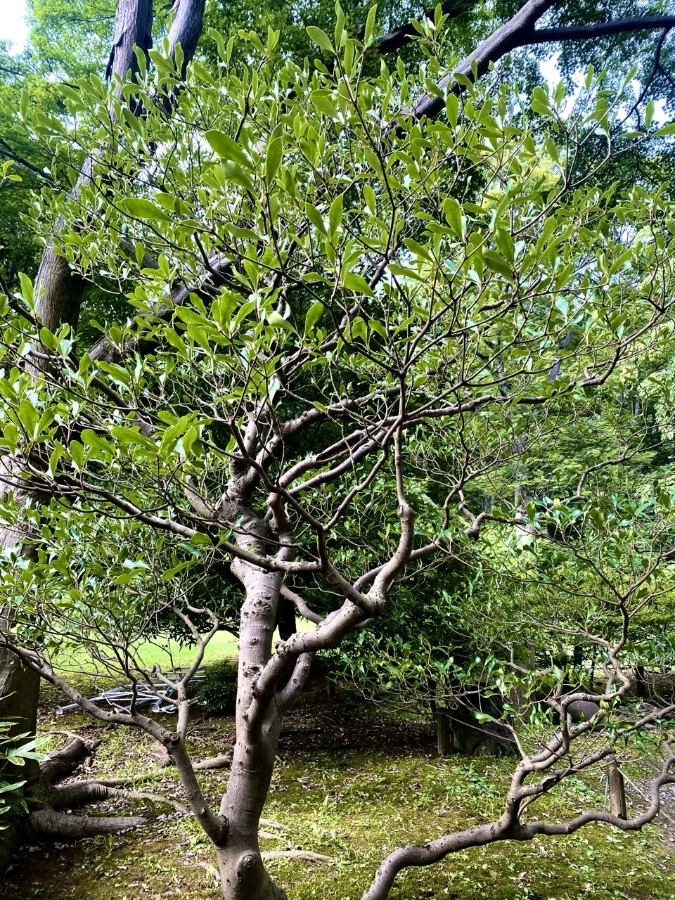 低木の細い枝先に若葉が茂る様子を、芝生を背景に写した写真。