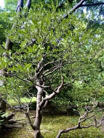 低木の細い枝先に若葉が茂る様子を、芝生を背景に写した写真。