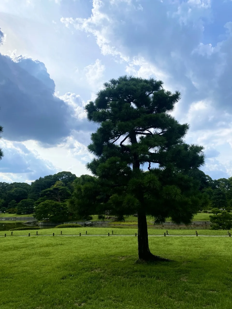 広い芝生の中央に一本立つ木を遠くから撮った写真。空に雲が広がる。