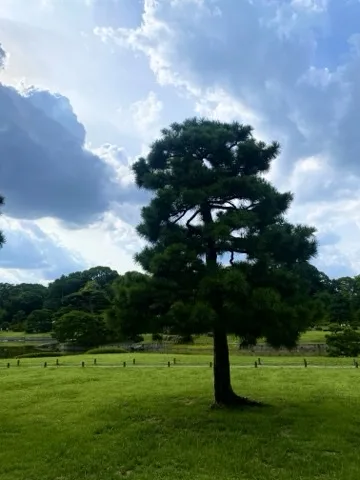 広い芝生の中央に一本立つ木を遠くから撮った写真。空に雲が広がる。