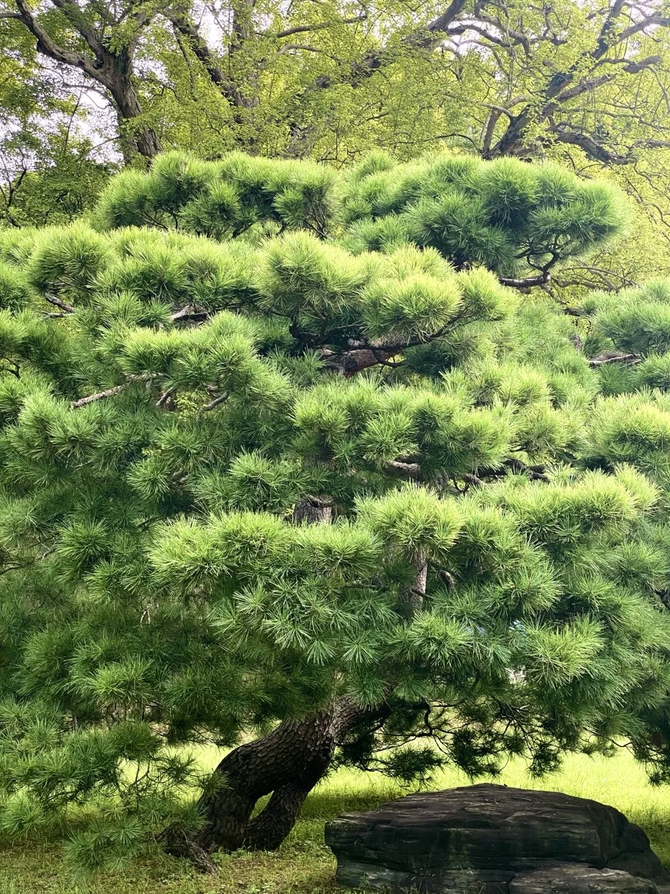 剪定された松の木を近くから見上げた写真。枝が重なり丸い形をつくる。