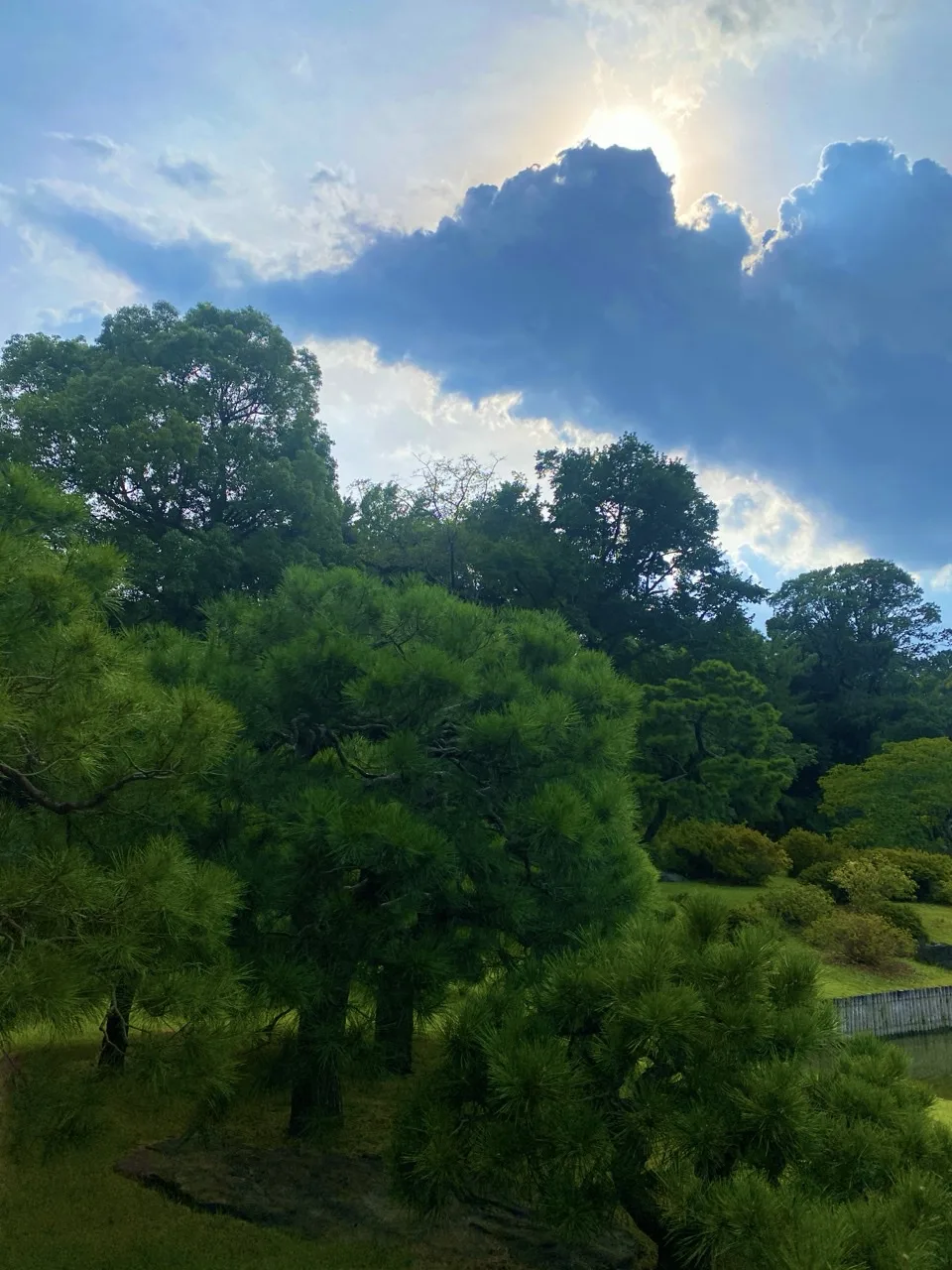 こんもり茂った木立の上に雲の広がる空が見える写真。