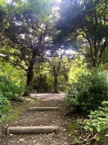 木々に囲まれた小道を、木漏れ日が差し込む中で撮った写真。奥にベンチが見える。