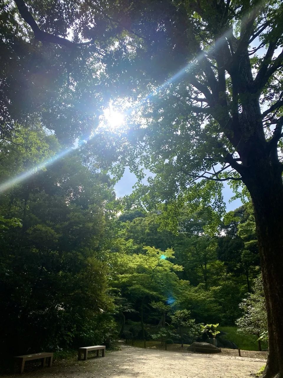 見上げた木の枝の間から太陽の光が差し込み、フレアが写り込んでいる写真。